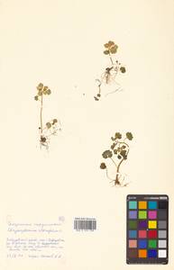 Chrysosplenium alternifolium L., Siberia, Russian Far East (S6) (Russia)