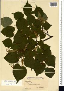 Tilia cordata Mill., Caucasus, Armenia (K5) (Armenia)