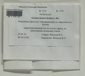 Alleniella besseri (Lobarz.) S. Olsson, Enroth & D. Quandt, Bryophytes, Bryophytes - North Caucasus & Ciscaucasia (B12) (Russia)