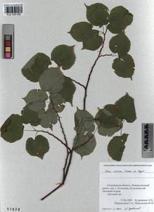 Tilia amurensis var. sibirica (Fisch. ex Bayer) Y. C. Zhu, Siberia, Altai & Sayany Mountains (S2) (Russia)