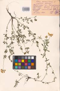 Lotus corniculatus L., Eastern Europe, Central forest-and-steppe region (E6) (Russia)