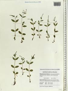 Epilobium lactiflorum Hausskn., Eastern Europe, Northern region (E1) (Russia)