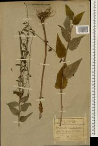Campanula rapunculoides L., Caucasus, Abkhazia (K4a) (Abkhazia)