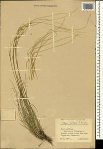 Stipa pontica P.A.Smirn., Crimea (KRYM) (Russia)