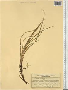 Carex atrata L., Western Europe (EUR) (Norway)