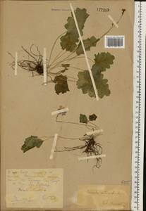 Primula cortusoides L., Eastern Europe, Eastern region (E10) (Russia)