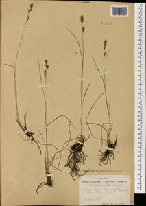 Carex schmidtii Meinsh., Mongolia (MONG) (Mongolia)