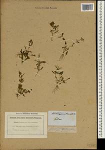 Bonnaya antipoda (L.) Druce, South Asia, South Asia (Asia outside ex-Soviet states and Mongolia) (ASIA) (India)