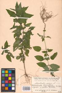 Mercurialis annua L., Eastern Europe, Moscow region (E4a) (Russia)