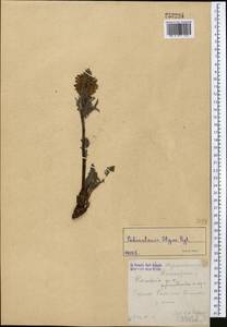 Pedicularis olgae Regel, Middle Asia, Western Tian Shan & Karatau (M3) (Uzbekistan)