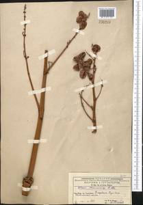 Rheum maximowiczii Losinsk., Middle Asia, Western Tian Shan & Karatau (M3) (Kyrgyzstan)