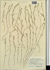 Bupleurum brachiatum C. Koch ex Boiss., Crimea (KRYM) (Russia)