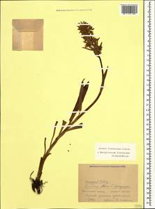 Dactylorhiza romana subsp. georgica (Klinge) Soó ex Renz & Taubenheim, Caucasus, Krasnodar Krai & Adygea (K1a) (Russia)