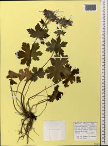 Geranium ibericum Cav., Caucasus, Stavropol Krai, Karachay-Cherkessia & Kabardino-Balkaria (K1b) (Russia)
