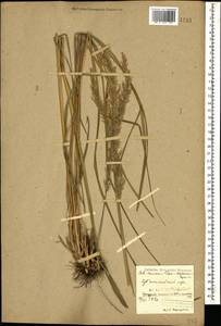 Calamagrostis arundinacea (L.) Roth, Caucasus, Stavropol Krai, Karachay-Cherkessia & Kabardino-Balkaria (K1b) (Russia)