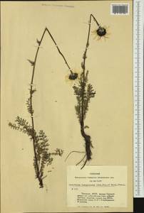 Tanacetum lanuginosum Sch. Bip. & Herder, Siberia, Altai & Sayany Mountains (S2) (Russia)