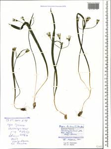 Gagea lutea (L.) Ker Gawl., Caucasus, Stavropol Krai, Karachay-Cherkessia & Kabardino-Balkaria (K1b) (Russia)