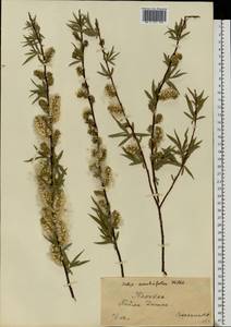 Salix acutifolia Willd., Eastern Europe, South Ukrainian region (E12) (Ukraine)