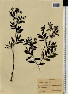 Lathyrus niger (L.) Bernh., Eastern Europe, West Ukrainian region (E13) (Ukraine)