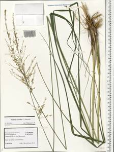 Molinia caerulea (L.) Moench, Eastern Europe, North-Western region (E2) (Russia)