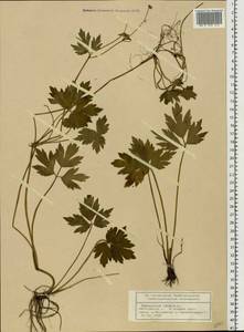 Ranunculus repens L., Eastern Europe, Volga-Kama region (E7) (Russia)