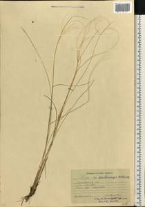 Stipa zalesskyi Wilensky ex Grossh., Eastern Europe, North Ukrainian region (E11) (Ukraine)