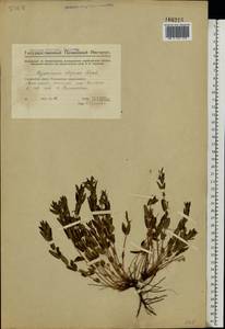 Hypericum elegans Steph. ex Willd., Eastern Europe, Eastern region (E10) (Russia)