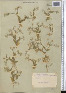 Vicoa divaricata (Cass.) O. Fedtsch. & B. Fedtsch., Middle Asia, Syr-Darian deserts & Kyzylkum (M7) (Uzbekistan)