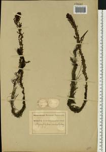 Myriophyllum verticillatum L., Eastern Europe, South Ukrainian region (E12) (Ukraine)