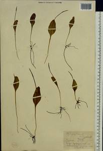 Ophioglossum vulgatum L., Eastern Europe, Central forest-and-steppe region (E6) (Russia)