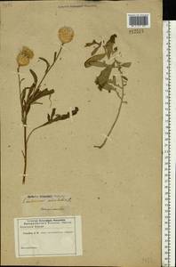 Centaurea orientalis L., Eastern Europe, Rostov Oblast (E12a) (Russia)