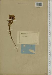Gentianopsis barbata (Froel.) Ma, Siberia, Baikal & Transbaikal region (S4) (Russia)