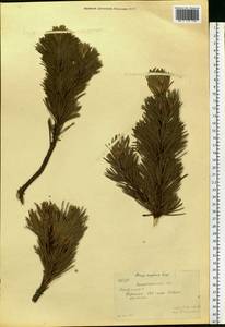 Pinus mugo Turra, Eastern Europe, West Ukrainian region (E13) (Ukraine)