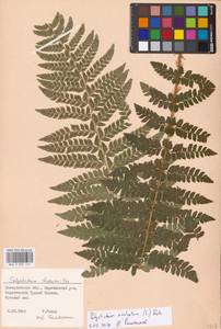 Polystichum aculeatum (L.) Roth, Eastern Europe, West Ukrainian region (E13) (Ukraine)