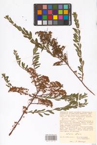Spiraea hypericifolia L., Eastern Europe, Lower Volga region (E9) (Russia)