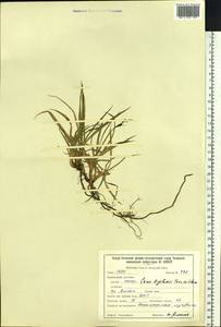 Carex bigelowii Torr. ex Schwein., Siberia, Baikal & Transbaikal region (S4) (Russia)