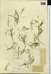 Potamogeton berchtoldii Fieber, Siberia, Yakutia (S5) (Russia)