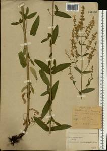 Nepeta nuda subsp. nuda, Eastern Europe, Central forest-and-steppe region (E6) (Russia)