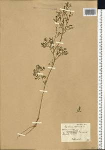 Lepidium sativum L., Eastern Europe, South Ukrainian region (E12) (Ukraine)