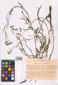 Bupleurum falcatum L., Eastern Europe, North Ukrainian region (E11) (Ukraine)