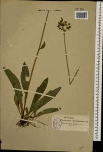 Pilosella cymosa subsp. vaillantii (Tausch) S. Bräut. & Greuter, Eastern Europe, North-Western region (E2) (Russia)