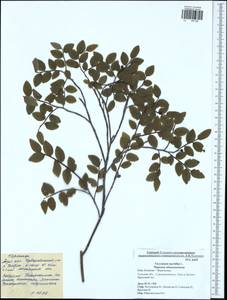 Vaccinium myrtillus L., Eastern Europe, Central region (E4) (Russia)