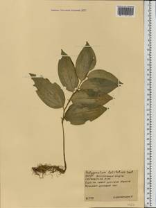 Polygonatum latifolium (Jacq.) Desf., Eastern Europe, Moldova (E13a) (Moldova)