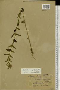 Scutellaria polyphylla Juz., Siberia, Russian Far East (S6) (Russia)