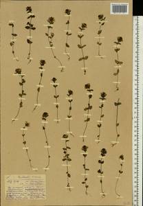 Euphrasia ×vernalis List, Eastern Europe, Central forest region (E5) (Russia)