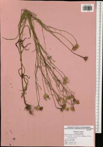 Centaurea cyanus L., Eastern Europe, Central region (E4) (Russia)