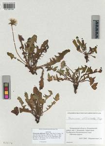 Taraxacum officinale Weber ex Wiggins, Siberia, Altai & Sayany Mountains (S2) (Russia)