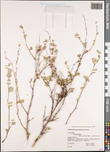 Atraphaxis seravschanica Pavlov, Middle Asia, Western Tian Shan & Karatau (M3) (Kyrgyzstan)