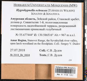 Hygrohypnella ochracea (Turner ex Wilson) Ignatov & Ignatova, Bryophytes, Bryophytes - Russian Far East (excl. Chukotka & Kamchatka) (B20) (Russia)