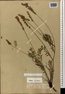 Onobrychis biebersteinii Sirj., Caucasus, Armenia (K5) (Armenia)